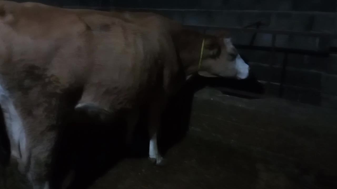 گاوشکم اول|حیوانات مزرعه|کشاورز, |دیوار