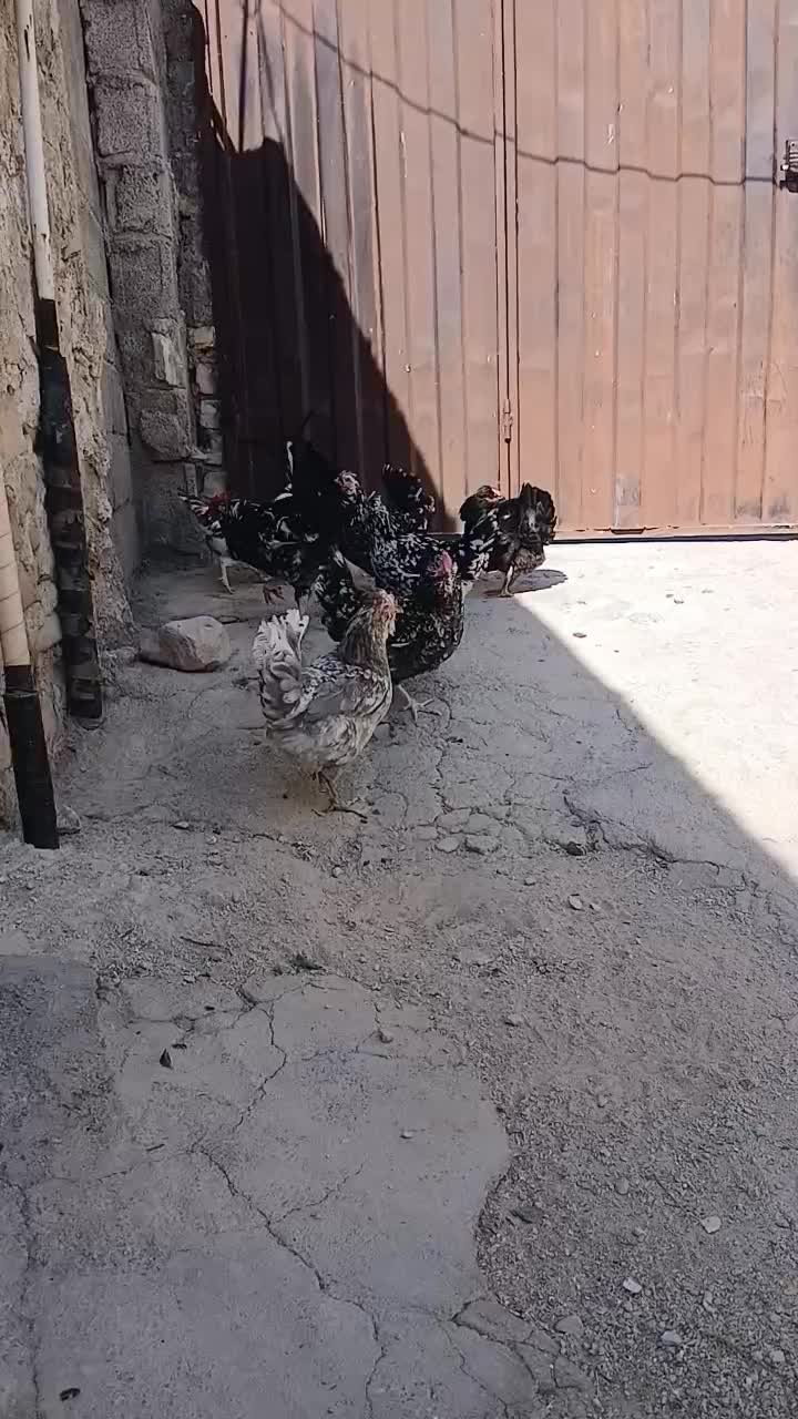 تخم مرغ گلین|حیوانات مزرعه|کازرون, |دیوار