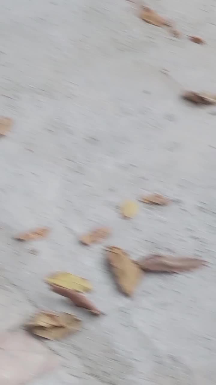 دو عدد سگ|سگ|فارسان, |دیوار