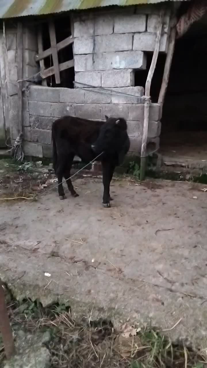 ورزاکوله چالوسی|حیوانات مزرعه|سنگر, |دیوار