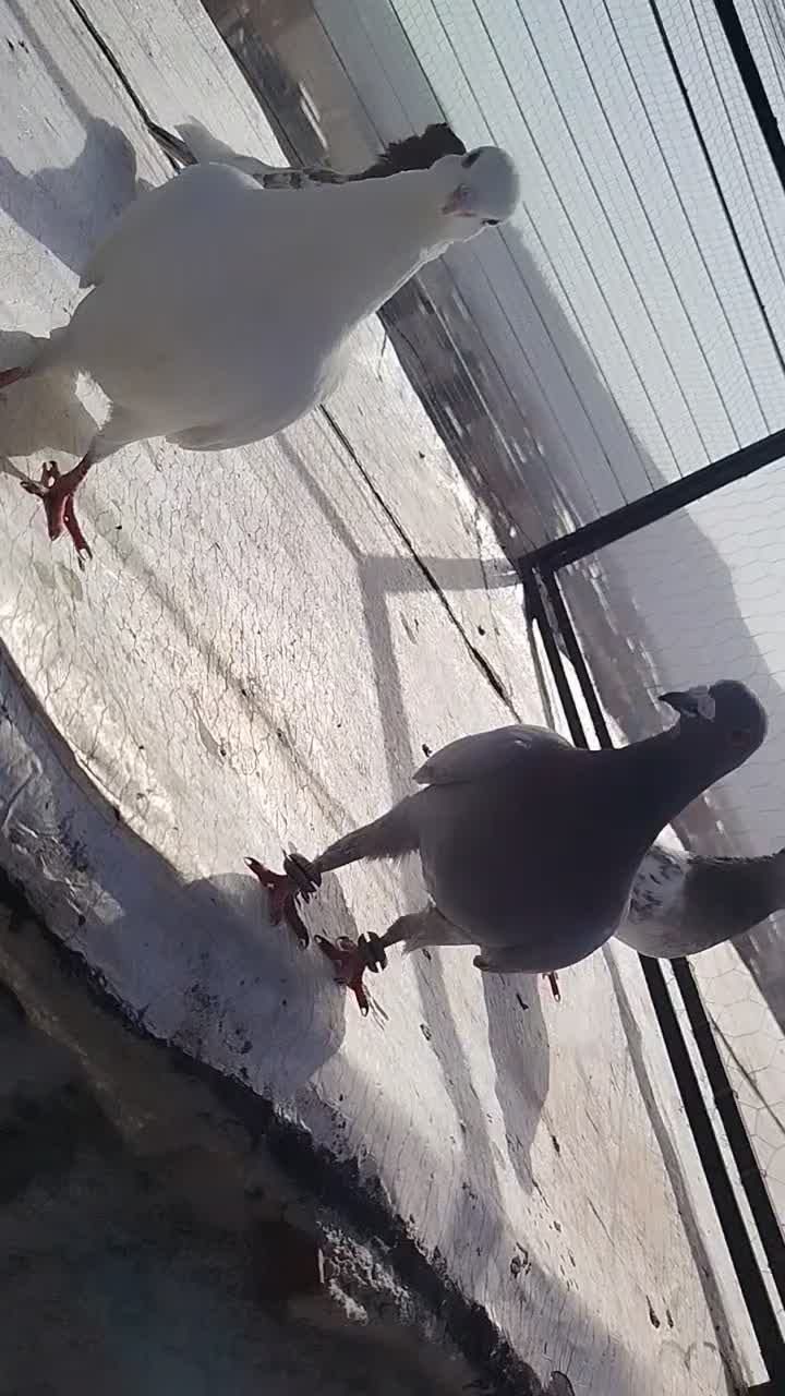 کفتر|پرنده|شیروان (خراسان), |دیوار