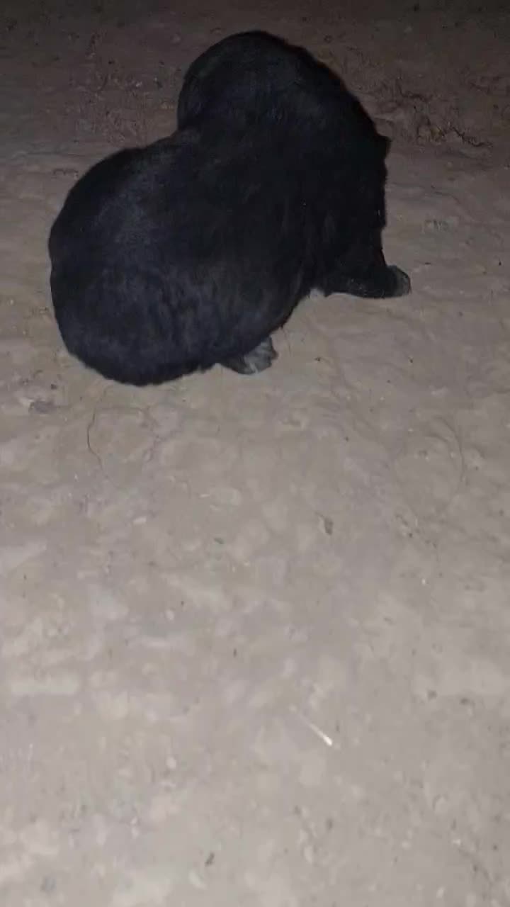 سه تا توله سیاه یکی ماده دوتا نر|سگ|مبارکه, |دیوار