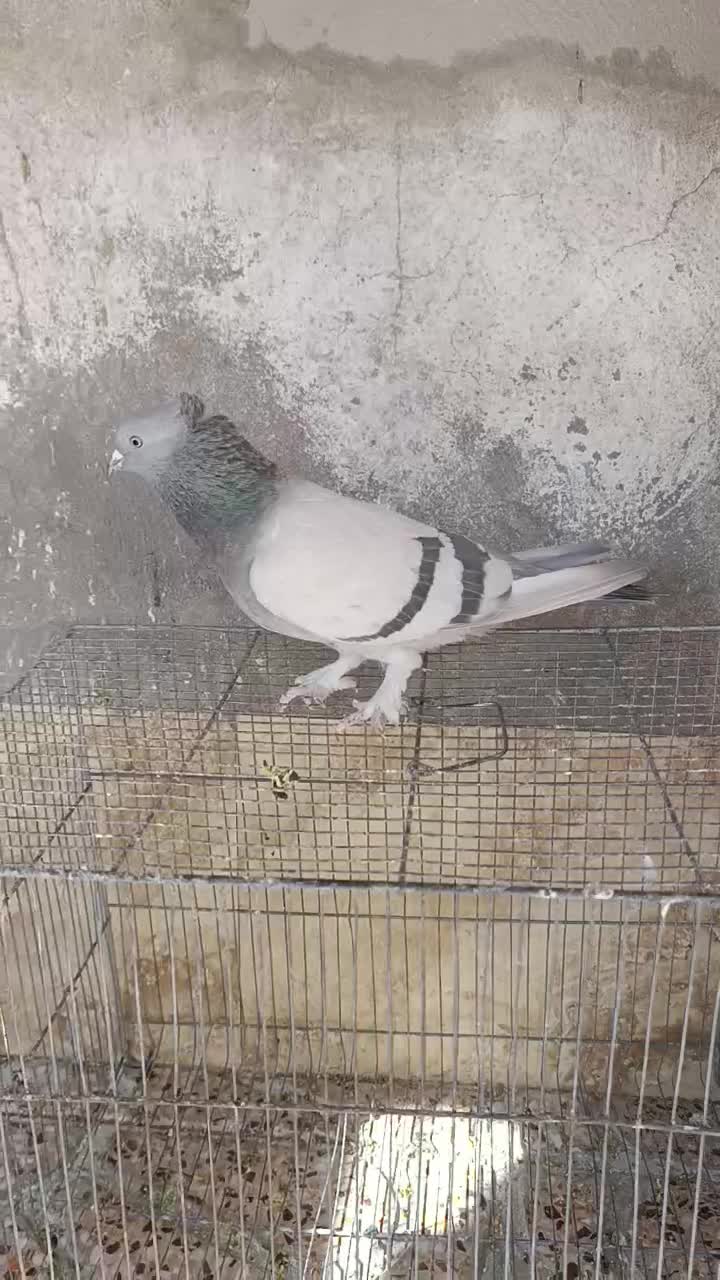 کبوتر بهبهانی ماده|پرنده|مرودشت, ابوذر شمالی‎|دیوار