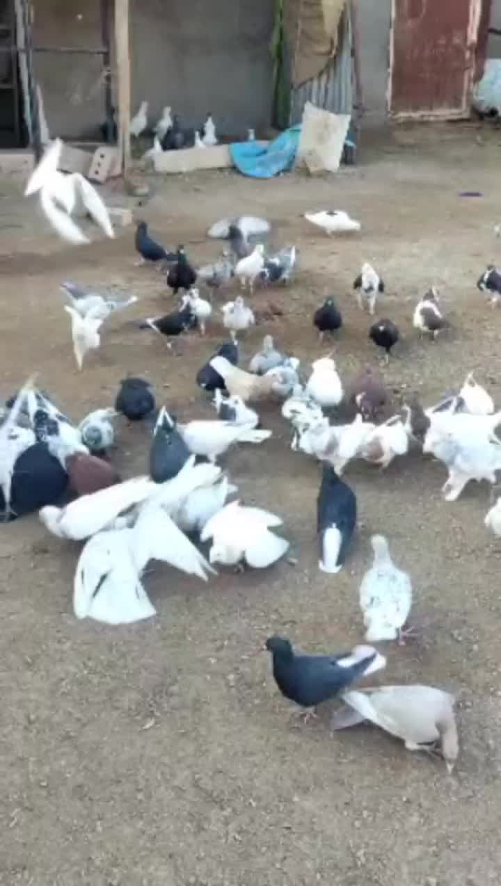 کفتر دورگ|پرنده|مشهد, طرق|دیوار