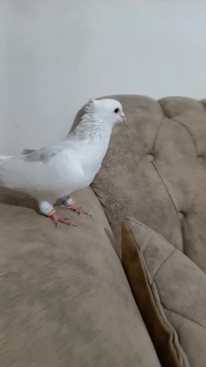 یگ کت هفرنگ نر|پرنده|سبزوار, میدان بار|دیوار