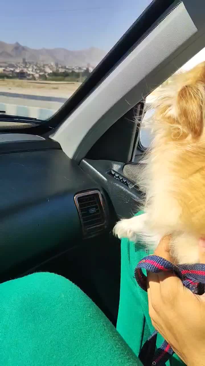 اشپیتزپامر روباهی|سگ|فولادشهر, فولادشهر|دیوار