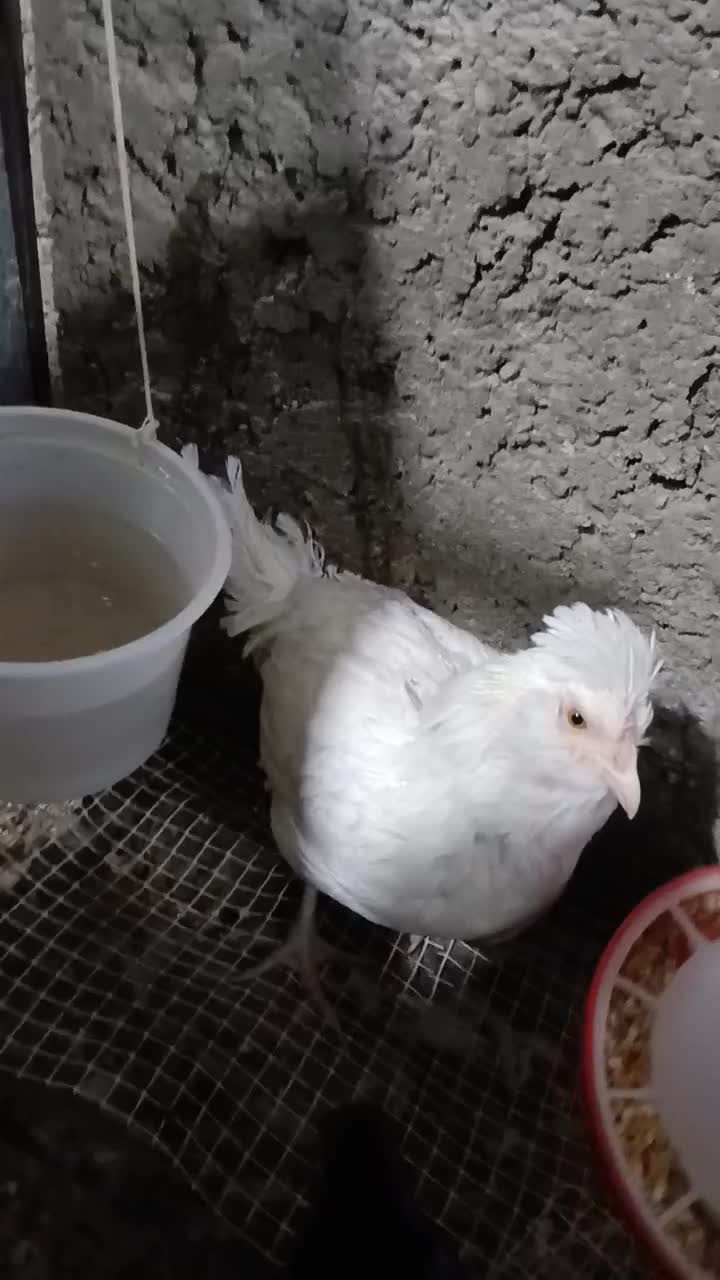 تک مرغ کوشین گلین|حیوانات مزرعه|خمینیشهر, |دیوار