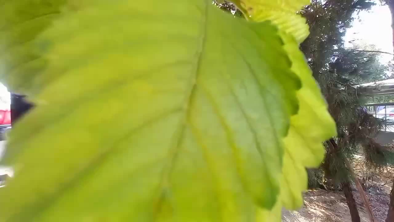 اجرای صفر تا صد انواع الاچیق سقف پارکینگ کلبه|مصالح و تجهیزات ساختمان|اصفهان, مرداویج|دیوار