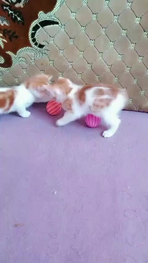 واگذاری گربه|گربه|تبریز, |دیوار