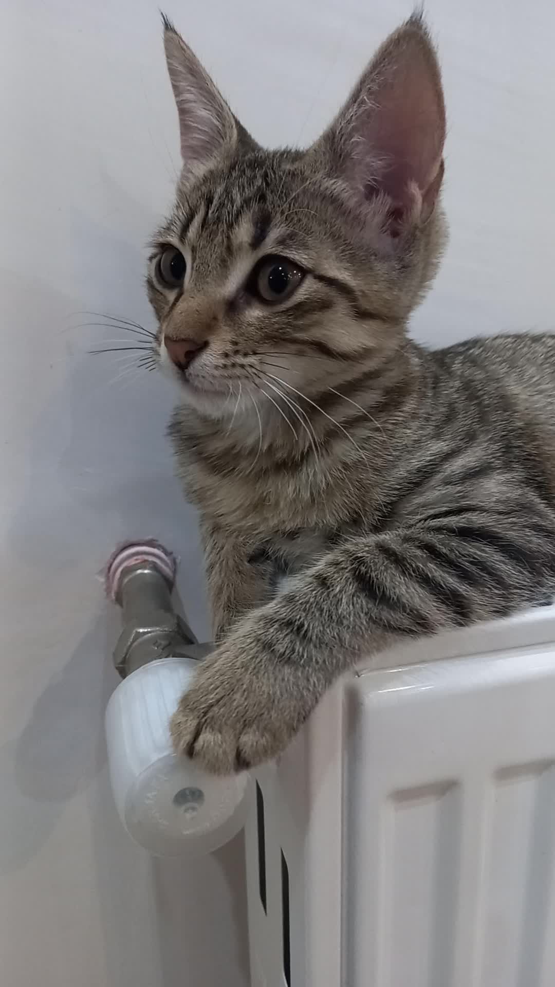 واگذاری|گربه|اردبیل, |دیوار