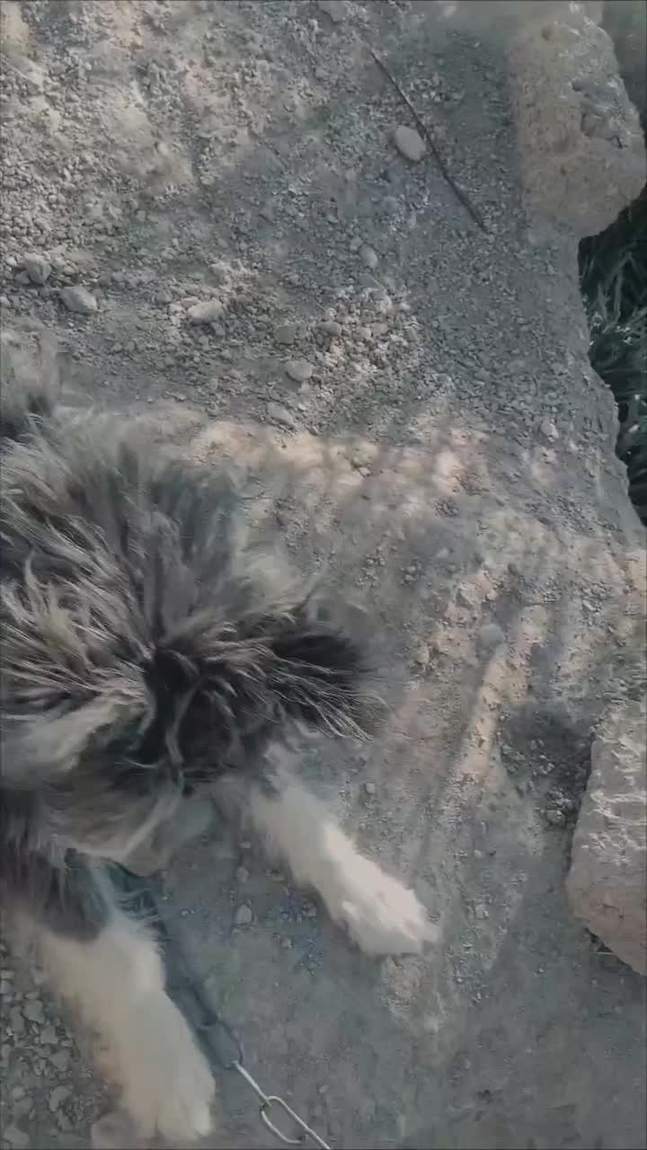 سگ شیتزو|سگ|بافت, |دیوار