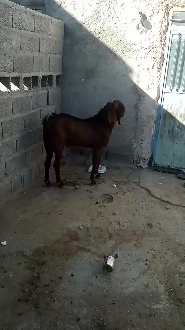 نربزپنچابی جوان 10ماهه|حیوانات مزرعه|مهرستان, |دیوار