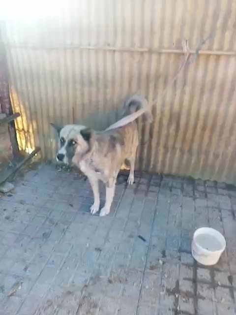 واگذاری 2تاسگ نژاددار|سگ|معصومیه, |دیوار