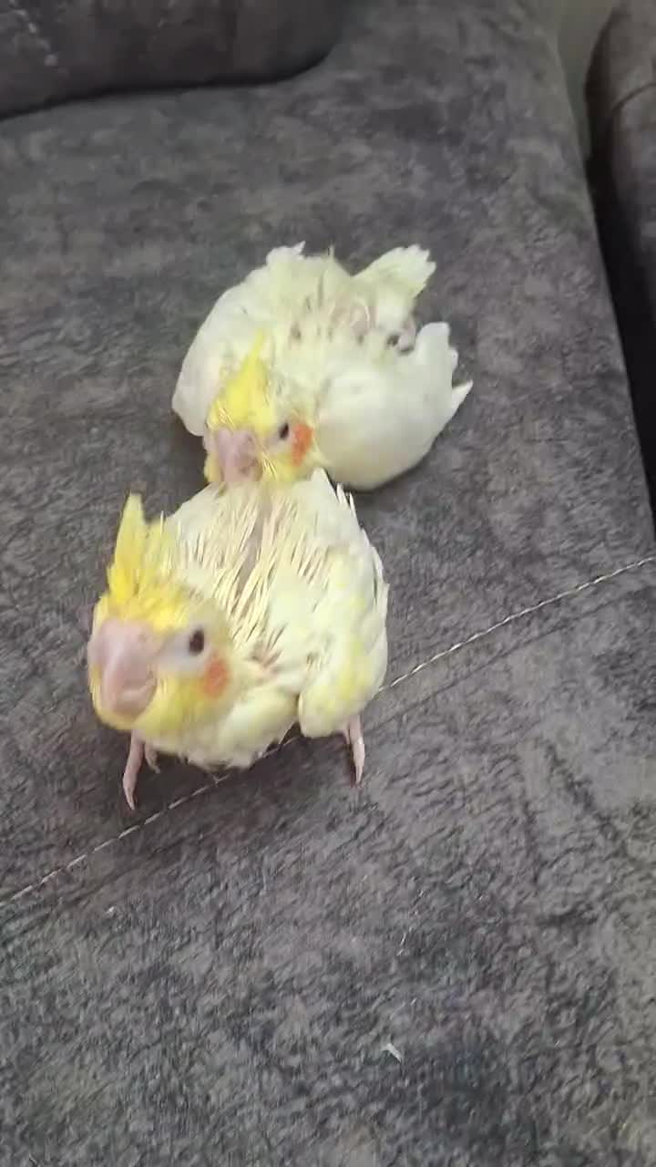 جوجه عروس هلندی لوتینو|پرنده|قدس, شهر‌قدس|دیوار