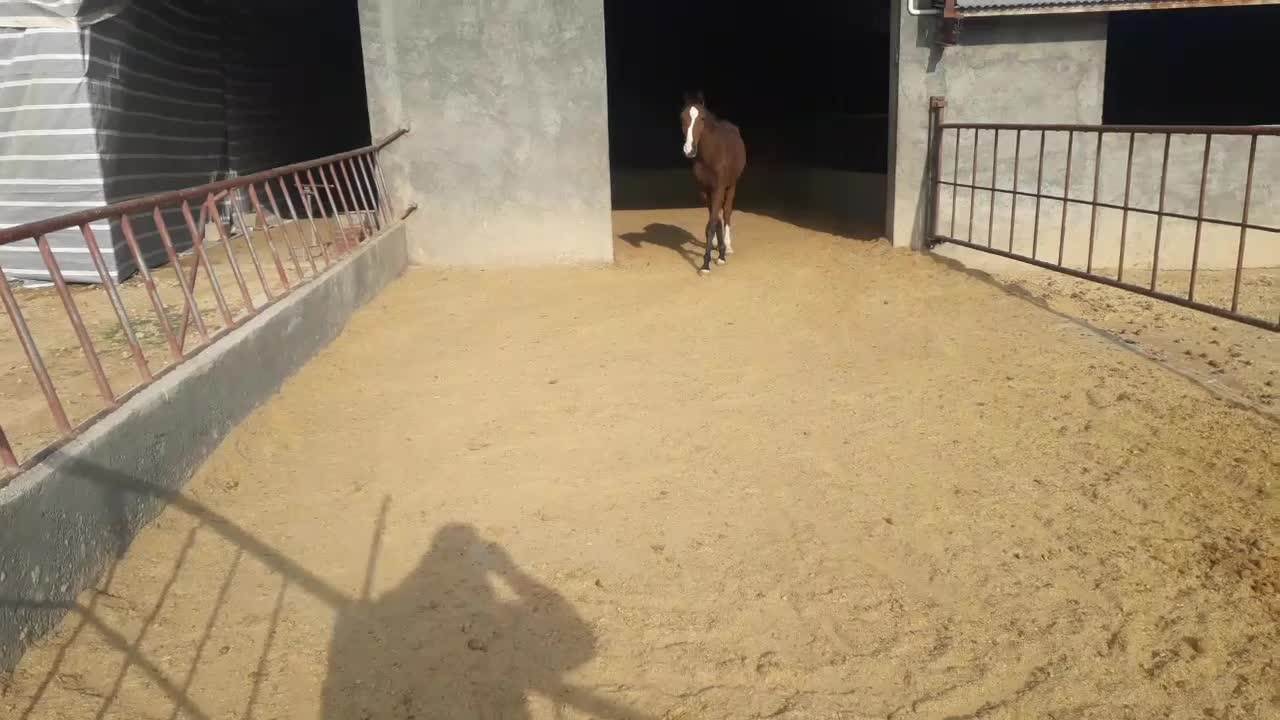 کره اسب عرب خالص ایرانی ۲ ساله|اسب و تجهیزات اسبسواری|شهرکرد, |دیوار