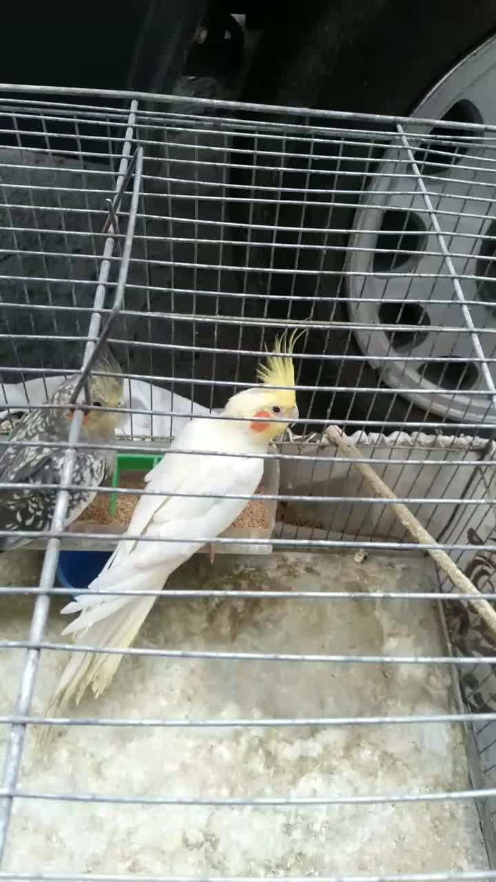 عروس هلندی  جفت خورده باتخم|پرنده|رشت, رودباری|دیوار