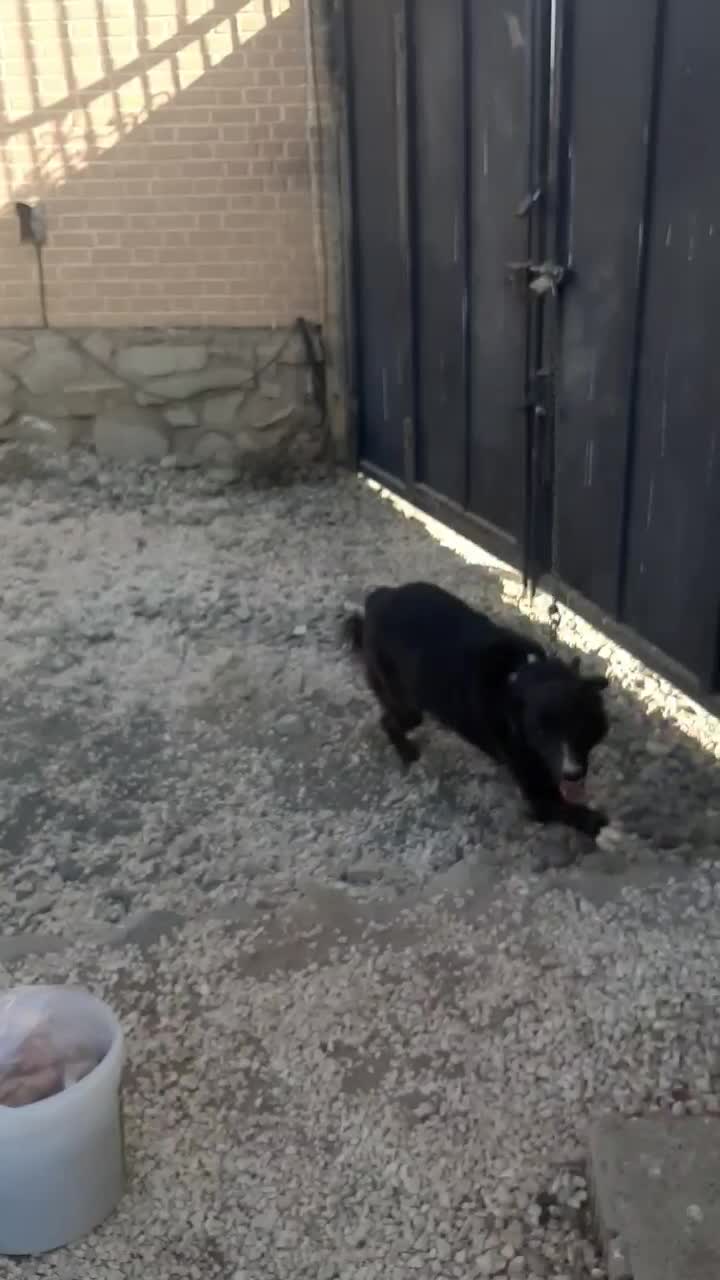 ماده قدر جونی شکم پر|سگ|سبزوار, کهنه آب|دیوار