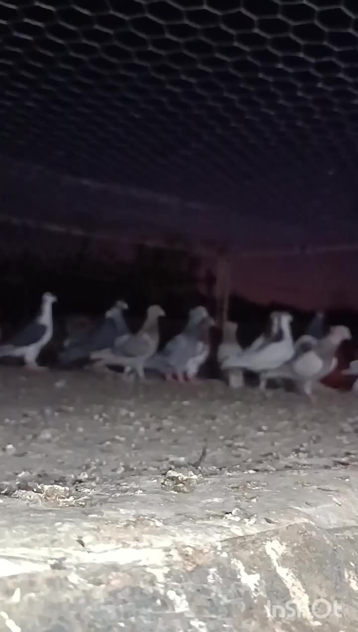 فروش کفتر رنگی و پلاکی|پرنده|سده (فارس), |دیوار