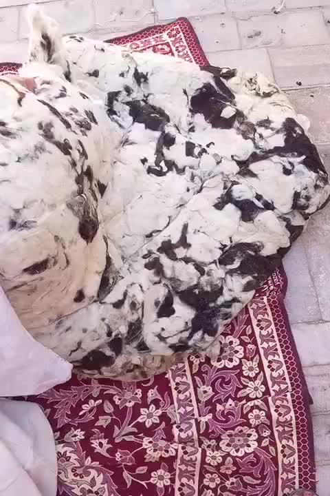 پشم شسته شده گوسفندی|رختخواب، بالش، پتو|گاریزات, |دیوار