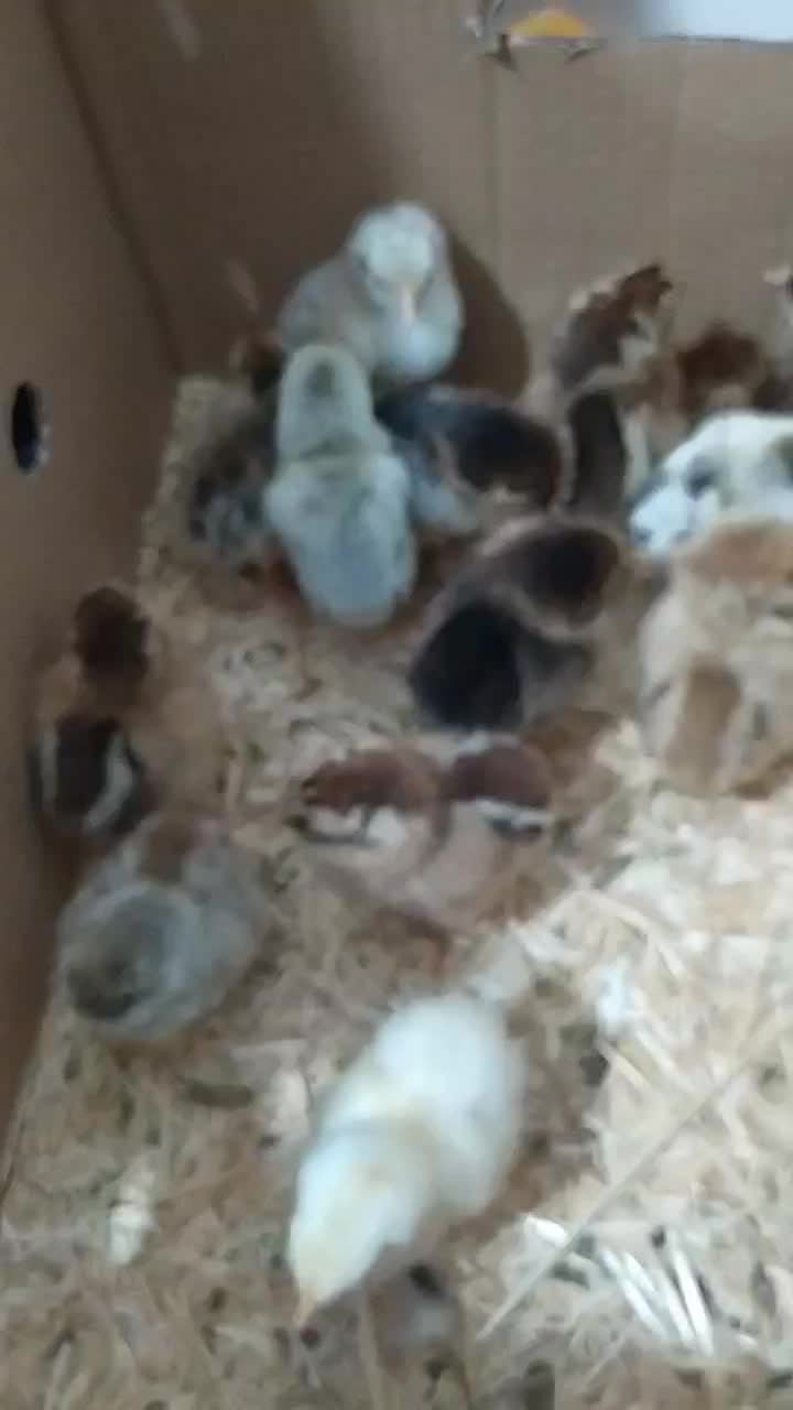 جوجه|حیوانات مزرعه|ایلام, |دیوار