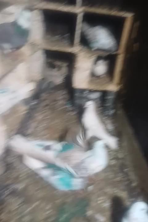 کبوتر تکپر وپرشی|پرنده|گرگان, |دیوار