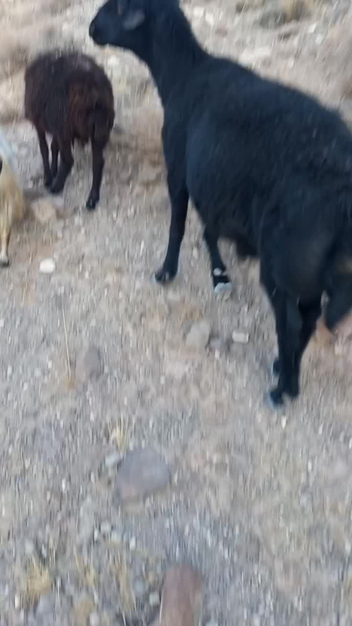 قوچ قره قز موفر|حیوانات مزرعه|ماهنشان, |دیوار