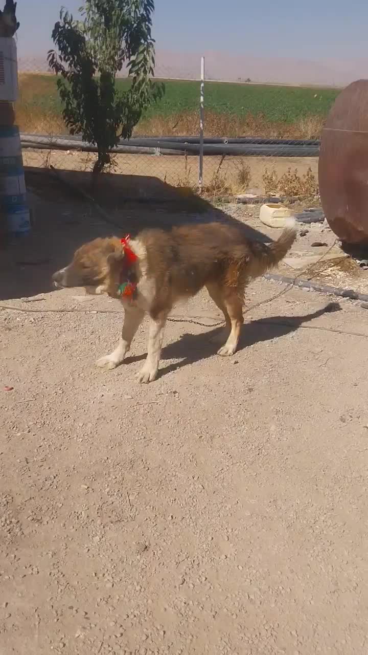 دو عدد توله قدر جونی به شرط هردو تر هستن|سگ|الیگودرز, |دیوار