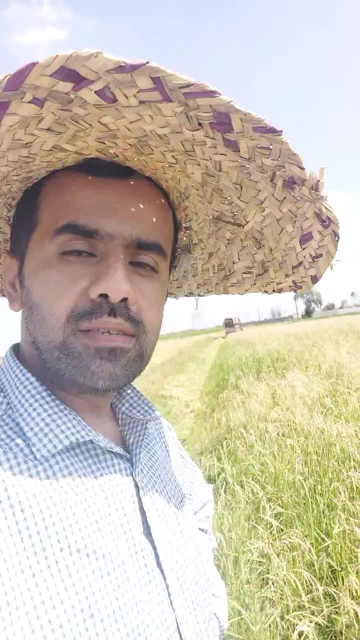 طارم هاشمی کشت اول صفر بوجار|خوردنی و آشامیدنی|زرگرشهر, |دیوار