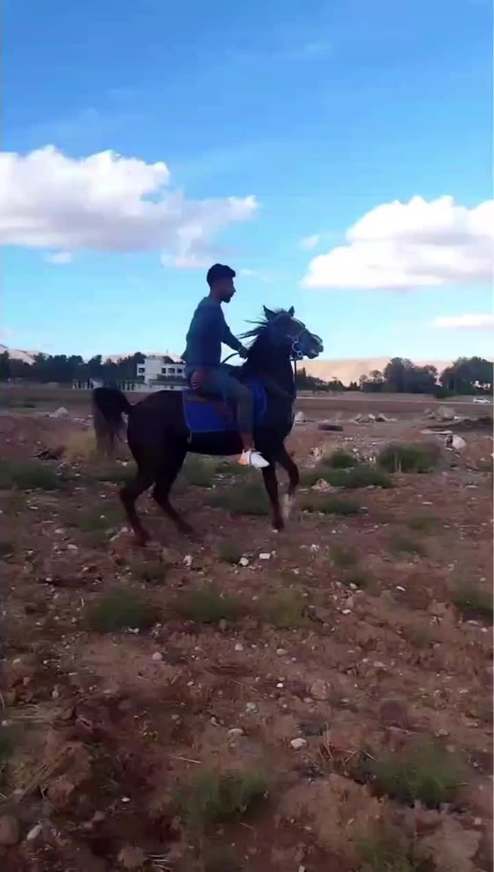 اسب|اسب و تجهیزات اسب‌سواری|شیراز, گویم|دیوار