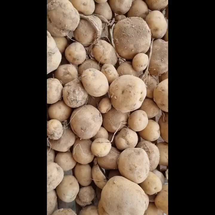 سیب زمینی کلمبا بذری زودرس و کولمبا بذری|گل و گیاه طبیعی|بهار, |دیوار