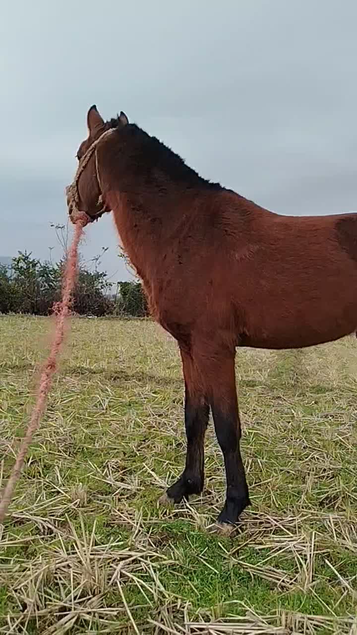 کره نریان|اسب و تجهیزات اسب‌سواری|چوبر, |دیوار