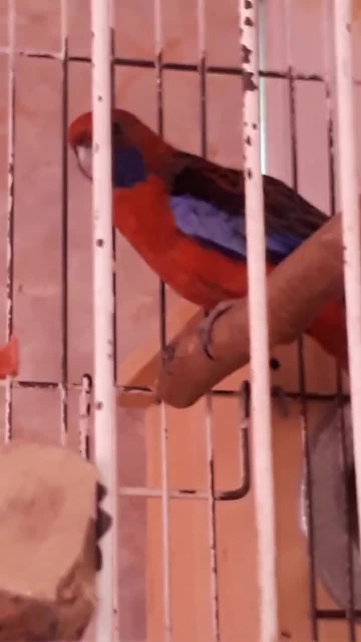 طوطی رزیلا شکیلا|پرنده|آستارا, |دیوار