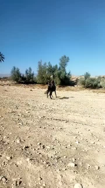 نریون مشکی شیش دنگ سواری دار|اسب و تجهیزات اسب‌سواری|ایزدخواست, |دیوار