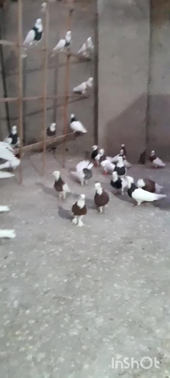 کفتر|پرنده|مشهد, یاس|دیوار