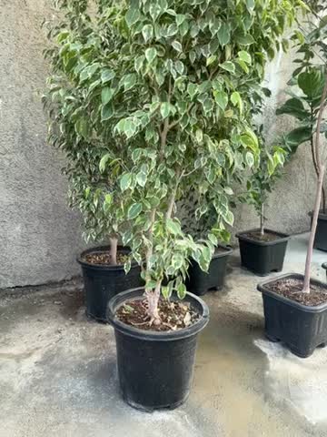 درختچه بنجامین ۵ ساله ۳ تومن|گل و گیاه طبیعی|تهران, شهرک استقلال|دیوار