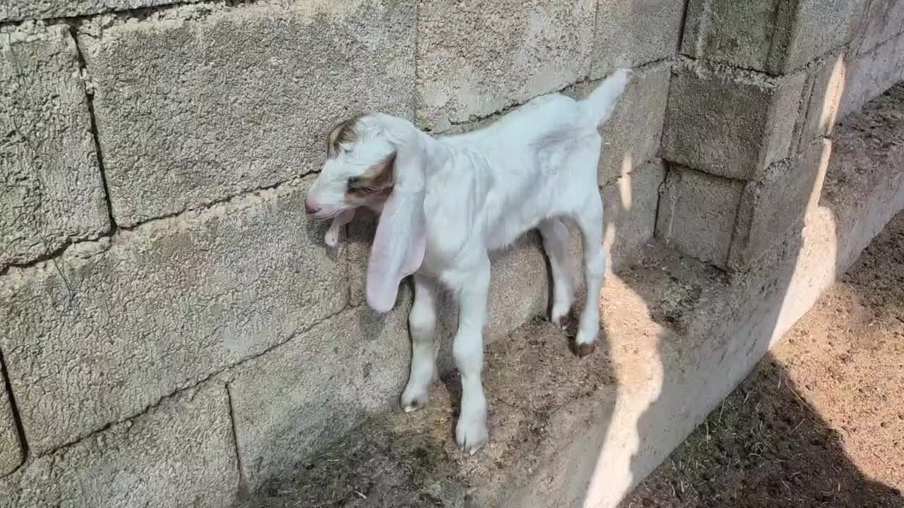 بز،تعدادی بز داشتی درجه یک آبستن کهره دارچغل|حیوانات مزرعه|وحدتیه, |دیوار