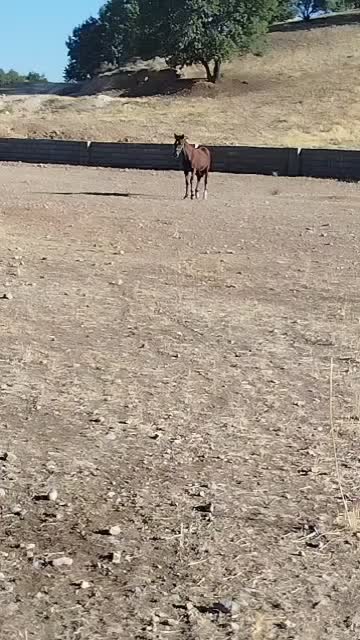 اسب|اسب و تجهیزات اسبسواری|چیتاب, |دیوار