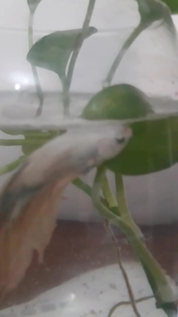 ماهی|ماهی|تهران, مقدم|دیوار