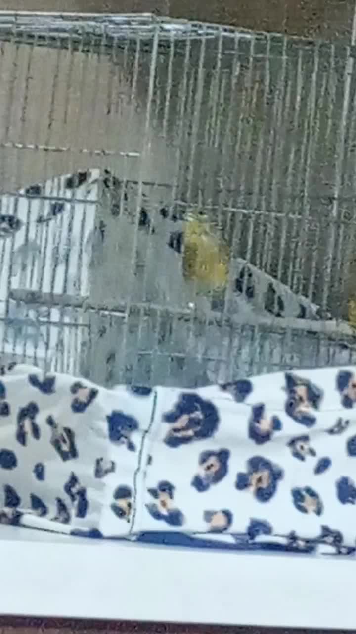 یاسمین قناری|پرنده|صباشهر, |دیوار