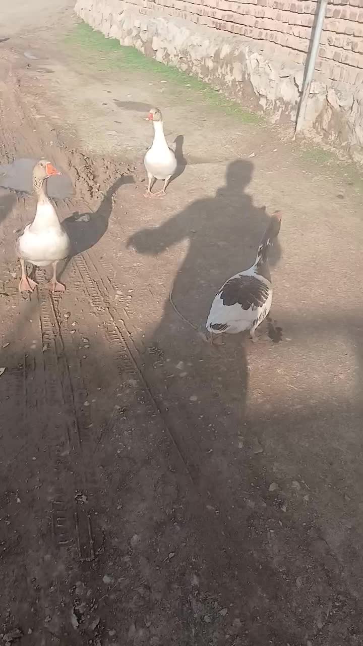 غاز|حیوانات مزرعه|کنگاور, |دیوار