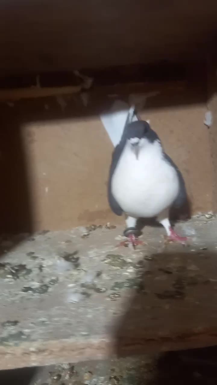 کبوتر ساده سیاه|پرنده|خاش, |دیوار