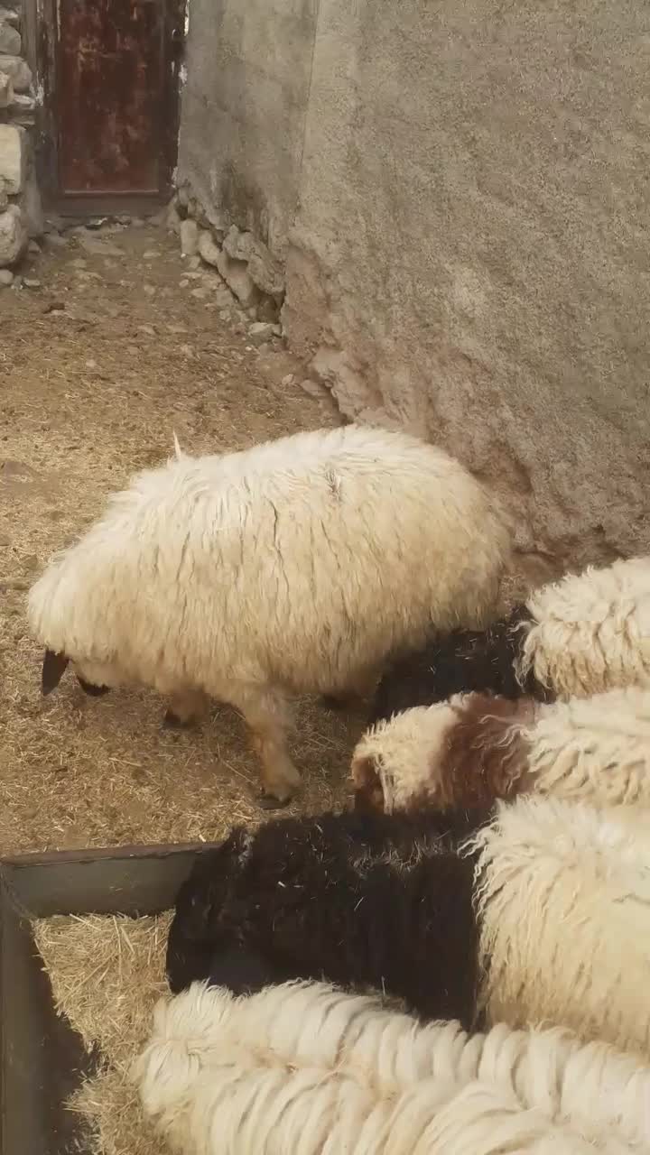 بره|عمده‌فروشی|آبدانان, |دیوار