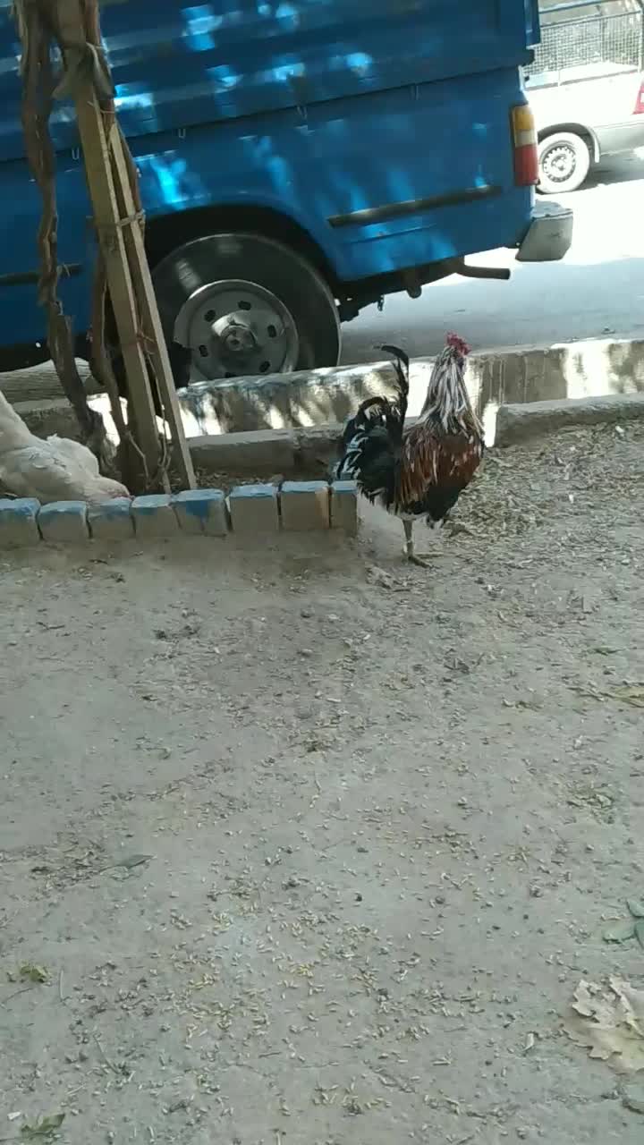 خروس چهل تاج گلین|حیوانات مزرعه|جاجرود, |دیوار