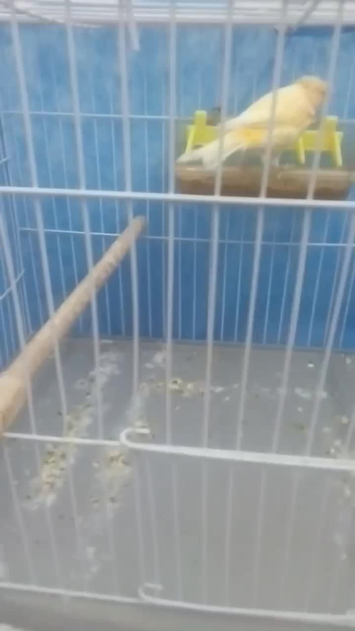 قناری عروس کوتوله مرغ عشق سهره|پرنده|سبزوار, قلعه‌نو دهزار|دیوار