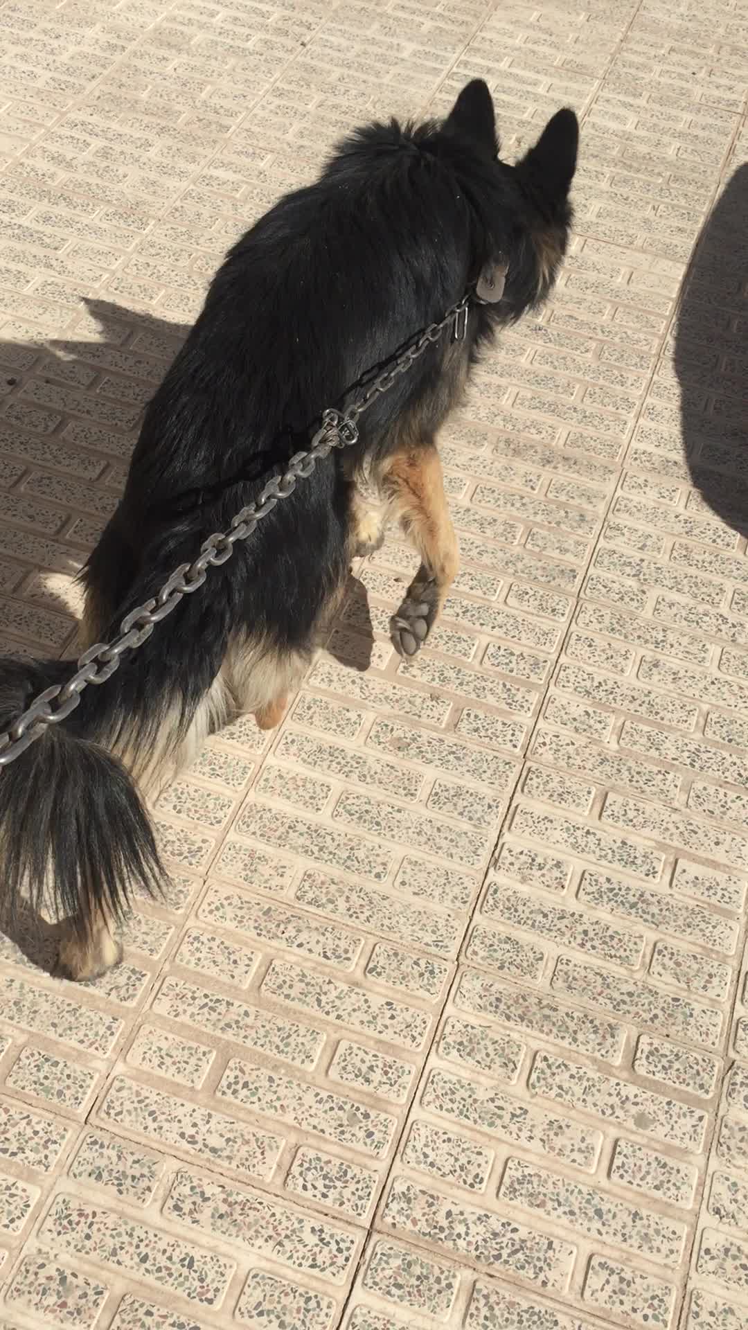 سگ ژرمن فروش معاوضه با گوشی دوچرخه سیستم و پرنده|سگ|کرمان, |دیوار