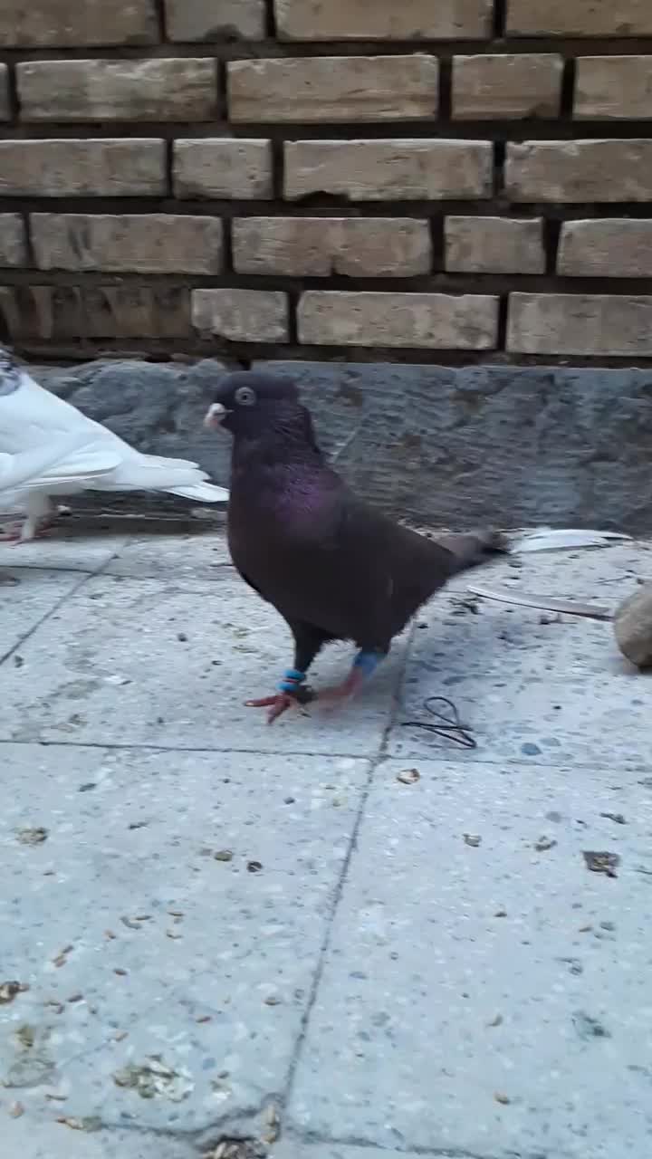 کبوتر رنگی درجه یک|پرنده|خرمشهر, |دیوار