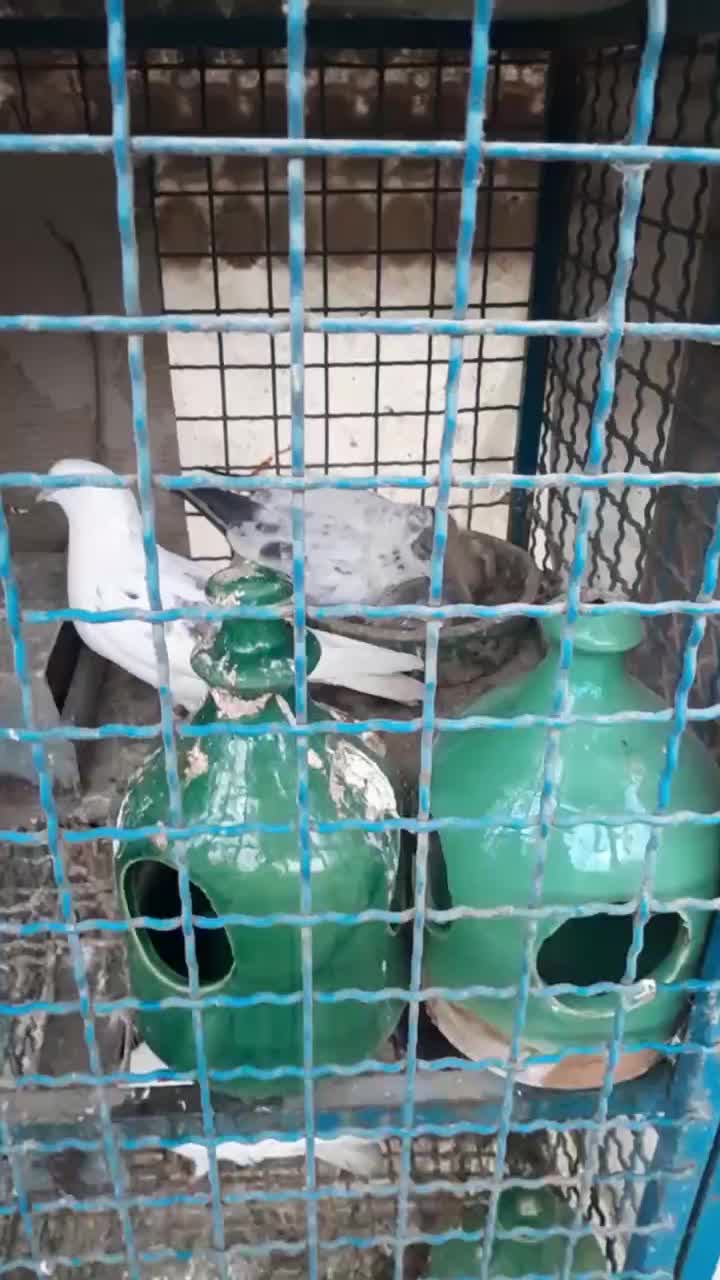 تعدادی کبوتربه همراه لانه جفت کن آهنی|پرنده|رشت, شهریاران|دیوار