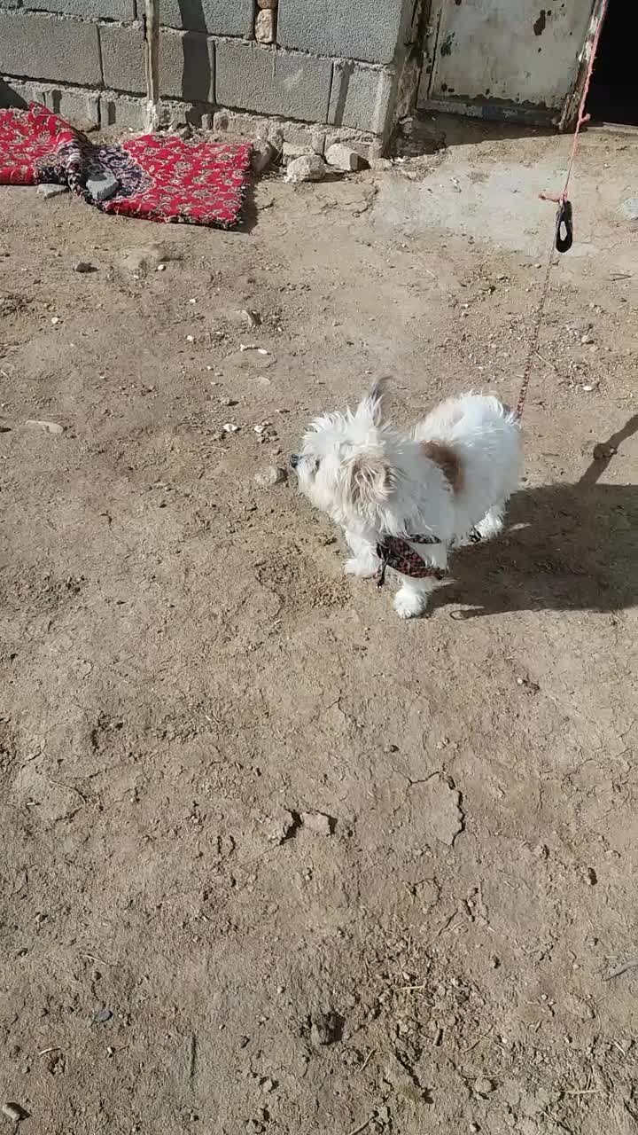 سگ خانگی|سگ|کنگاور, |دیوار