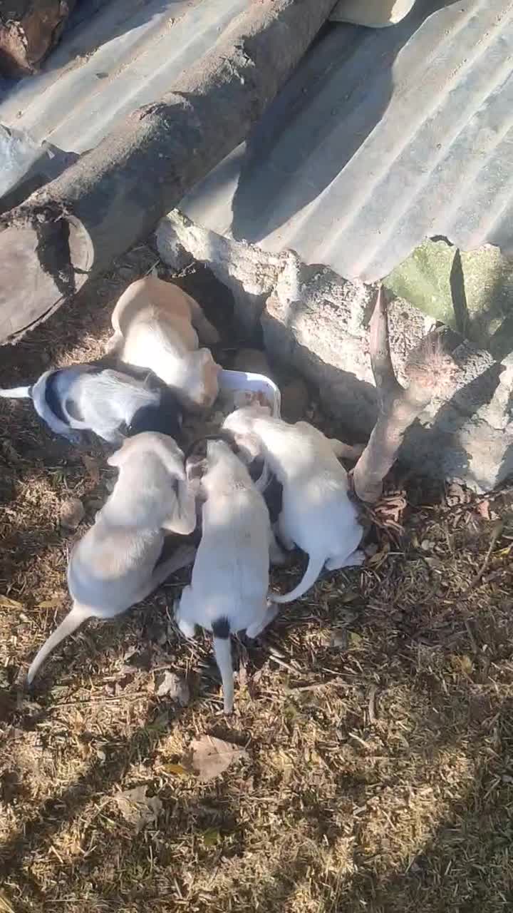 سگ قیمت سه ملیون|سگ|مینودشت, |دیوار