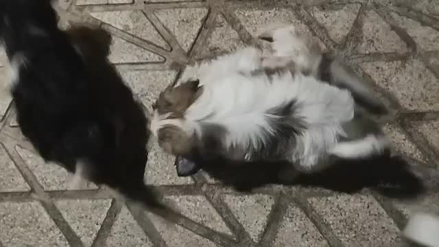 واگذاری توله های شیتزو|سگ|شیراز, شهرک سعدی|دیوار